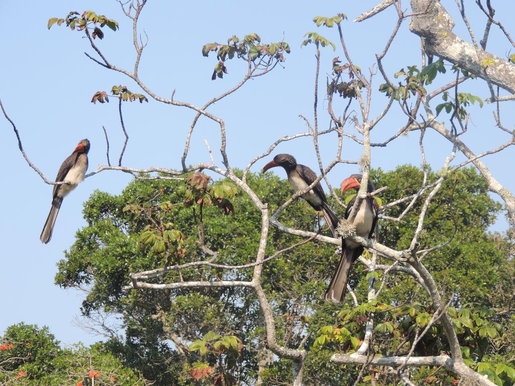 Elephant Coast Guesthouse Saint Lucia Estuary Exterior foto